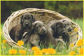 puppy great dane