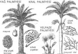 Allahın EHAD ismi ve tecellileri Palmiyeqq4