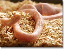 corn snake enclosure