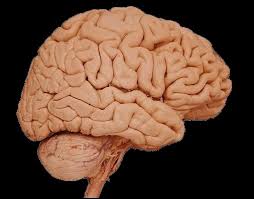 human brain image