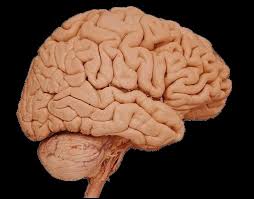 human brain