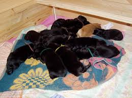 newborn puppies