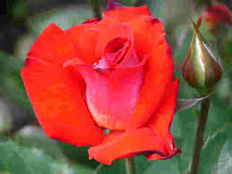 roses plants