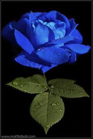 blue rose