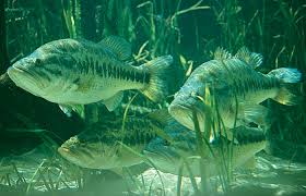 largemouth bass picture