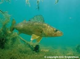 walleye fish pictures