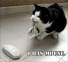 cat eats mouse