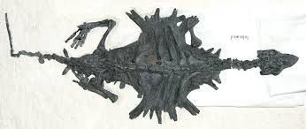 the oldest turtle