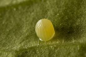 monarch butterfly egg