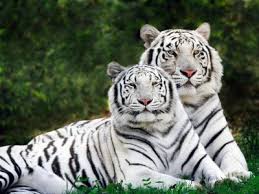 обои тигр