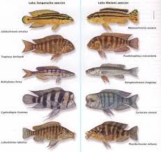 freshwater fish species pictures