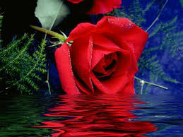 تحدي في تحدي بين الاعضاء ادخل وشارك Beautiful_red_rose