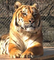 for exotic animals that