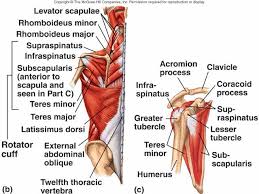 lower back skeleton
