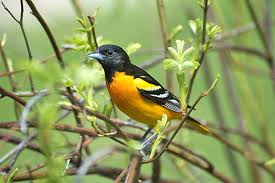 small birds pictures