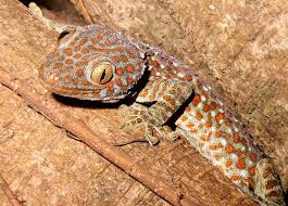 gecko lizards