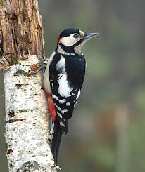 Amazing wildlife
