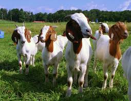 2008-06-02-goats