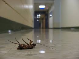types bugs pictures
