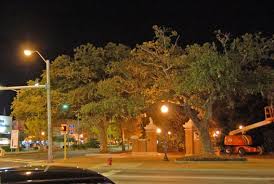 Toomers Corner Trees