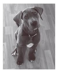 puppy great dane