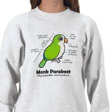 monk parrots