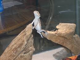 pictures bearded dragon