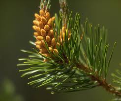 ponderosa pine cones