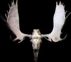 moose skulls
