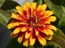 zinnia photos