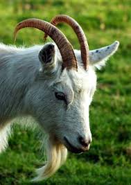 billy-goat.jpg