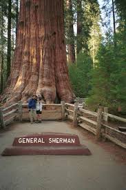 general sherman