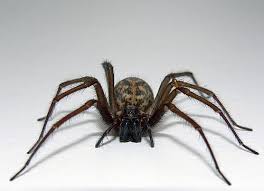 spiders photo