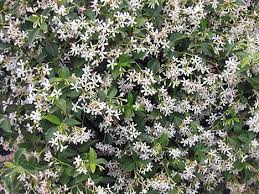 pictures dwarf shrubs
