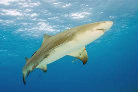 lemon shark