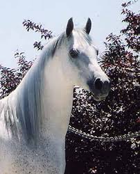 الخيووووووووووووووووووووووووووووول Beautiful_Horse_picture