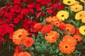 calendula
