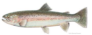 rainbow trout pictures