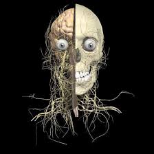 nerves
