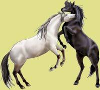 chevau10.jpg