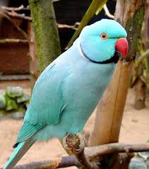 Mali aleksander - Psittacula k. manillensis Blue%20indian%20ring-necked%20parakeet