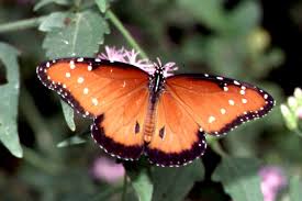 queen butterfly pictures