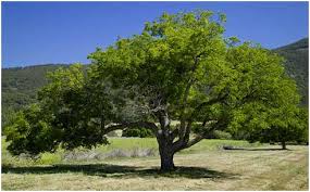 pictures walnut trees