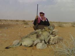 هل تعلم عن الحيوانات؟ Mk18662_wolf%2520hunter%252066