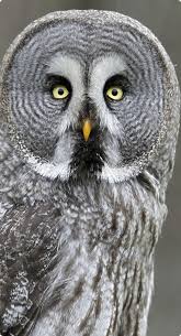 large owl pictures