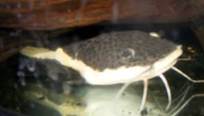 monster catfish pictures