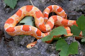 creamsicle corn snake
