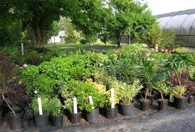 pictures dwarf shrubs