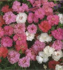 pinks