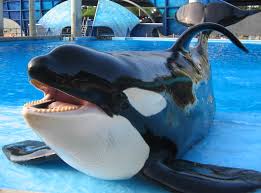 Shamu at